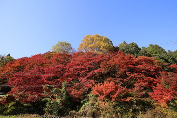 吉野山　紅葉
