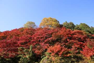 吉野山　紅葉