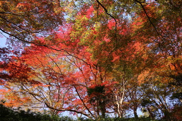 吉野山　紅葉