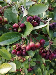 Dark red berries on a tree