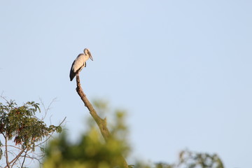 Heron on branch