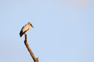 Fototapeta na wymiar Heron on branch