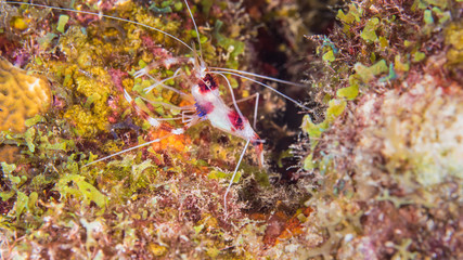 Close up of Banded Coral Shrimp in coral reef of the Caribbean Sea around Curacao