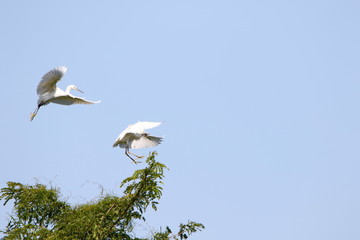 white Egret in flight