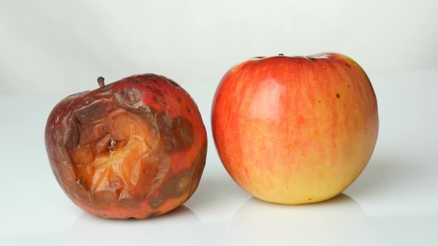 One rotten spoiled ripened apple and one ripe apple on white background