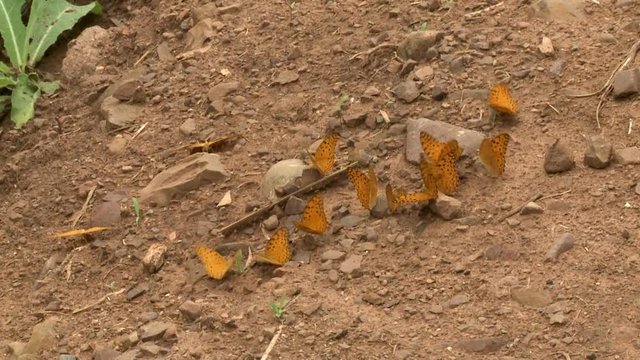A daylight closeup shot of a group of small orange butterflies feeding on the salts and minerals from the damp soil of the ground.