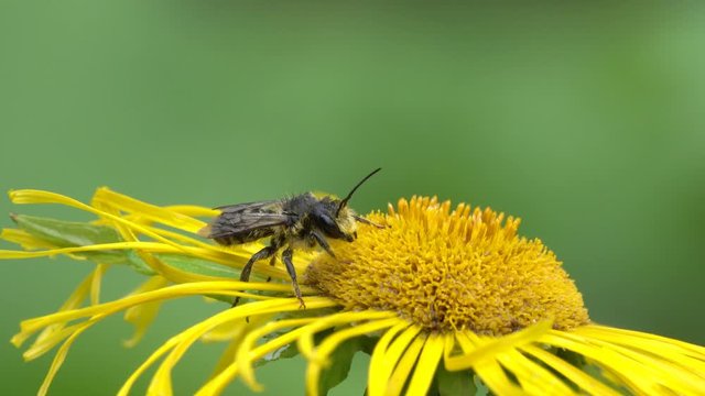 A Wet Mason Bee or Osmia Bee (Apis bicornis) dries on an elecampane flower