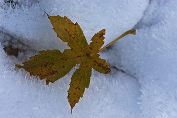 Closeup autumn yellow maple leaf on snow