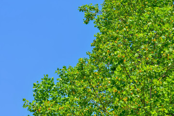 Fototapeta premium ユリノキの花 Tulip Tree