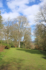 Fototapeta na wymiar trees in the park in winter