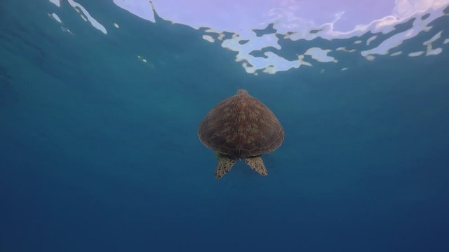 Green turtle rises to the surface for a breath of air