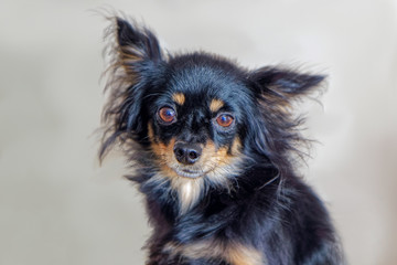 Little black shaggy dog with big ears