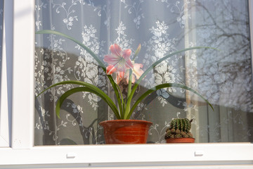 lily flower on the window,Red amaryllis flower in pot shooting the view from the outside on the...