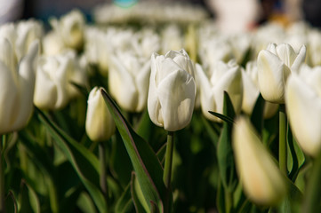 white tulips on green background