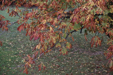 Autumn in an urban environment