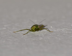 Close up of a grasshopper staring at the camera