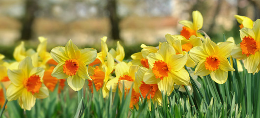 panoramic view on beautiful daffodils blooming in a garden