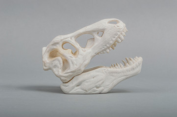 3d printed scull of dinosaur © ayupovr