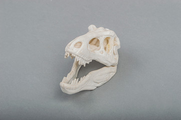 3d printed scull of dinosaur