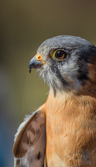 Close-up Portrait of Kestral Looking Left with Open Wing, St Petersburg, Florida