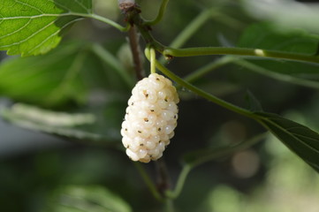 White mulberry on the tree