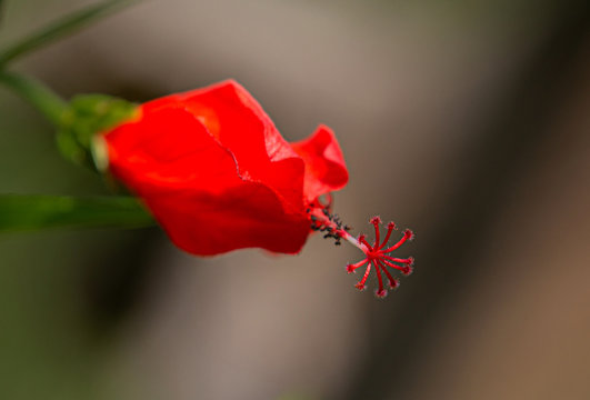 Close-up of Red Turk's Cap, Florida Botanical Garden, Largo,  Florida