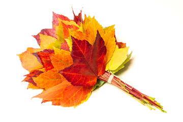 Autumn leaves with color tones from green to red