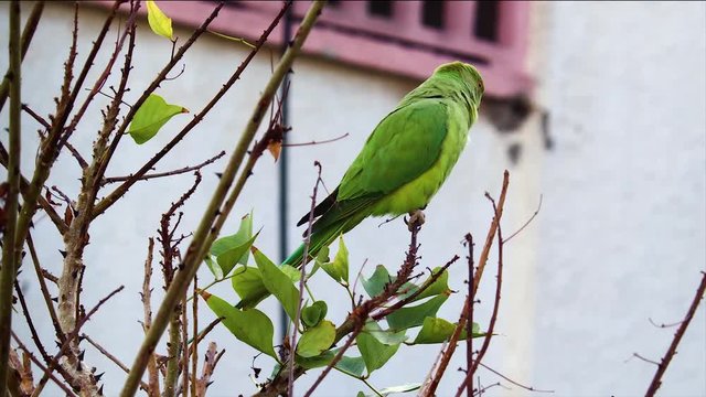 A female rose-ringed parakeet (Psittacula krameri) perched on a flame-of-the-forest tree (Butea Monosperma) and singing to attract a mate