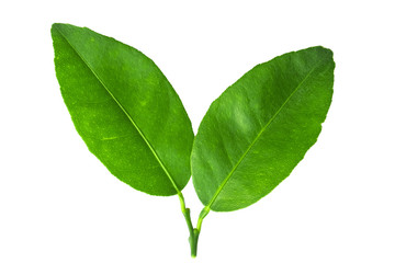 Fototapeta premium fresh green lemon leaves isolated on white background. lime leaf and green herbs for cooking
