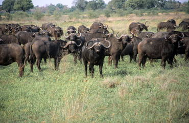 Afrikanische Büffel gehören zu den Big Five und zu den gefrährlichsten Tieren der Savanne. Ein...