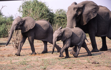 Afrikanische Elefanten Auf dem Weg zu einem Wasserloch. Elefanten, gehören mit einem Gewicht von bis zu 6000kg zu den Big Five, wittern Wasser aus 20km Entfernung