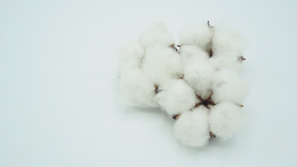Group of Cotton flowers on white background.