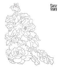 Peony tree branch with flowers with pheasants in the style of Chinese painting on silk Set of elements for design Outline hand drawing vector illustration..