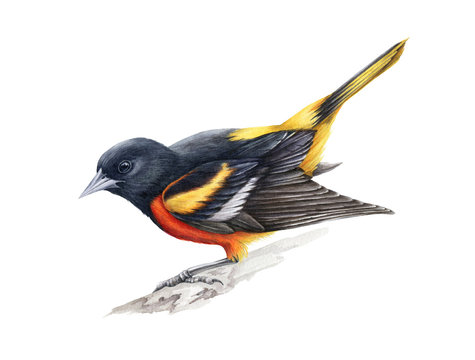 Baltimore oriole watercolor illustration. Beautiful hand drawn close up song bird of black, yellow and orange colors. American oriole isolated on white background.