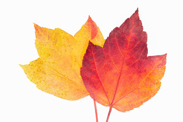 Naklejka na ściany i meble Closeup of autumn maple leaves on a white background