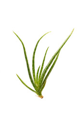 Aloe vera plant isolated on white background.