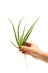 Closeup of womans hand holding fresh aloe vera plant, isolated on white background.