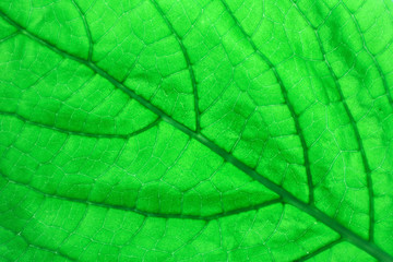 Texture and detail of green leaf.