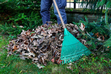 Spring cleaning in the garden. Raking dry leaves.