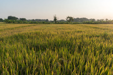The wheat field in the countryside during the sunset
