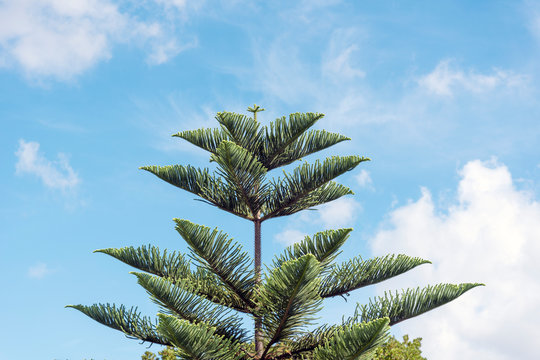 Araucaria columnaris cook pine against cloudy sky.