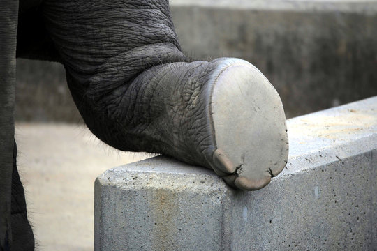 background image of an elephant's foot
