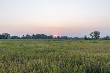 The wheat field in the countryside during the sunset