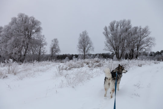 Beautiful winter landscape in russian province