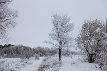 Fototapeta na wymiar Beautiful winter landscape in russian province