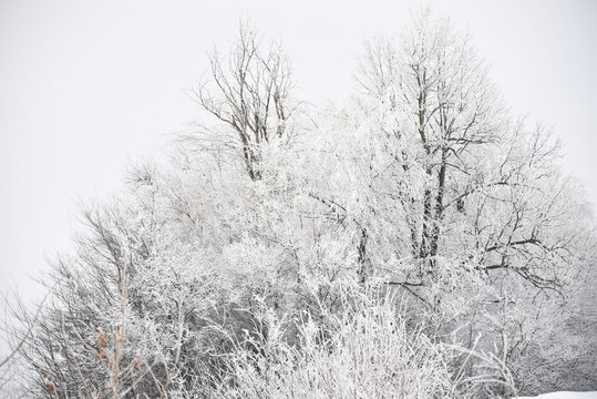 Trees Covered With Snow-white Inemms Against The Backdrop Of A Winter Frosty Bliss. Sunny Frosty Day In The Forest, Park.