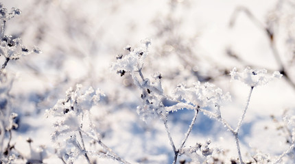 Flowers covered with sparkling hoarfrost and snow on a snowy field. A fabulous magical image of a winter meadow.