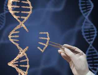 The DNA molecule
