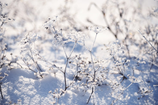 Flowers covered with sparkling hoarfrost and snow on a snowy field. A fabulous magical image of a winter meadow.