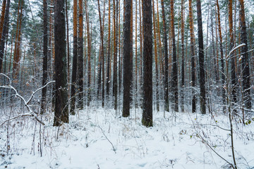 Beautiful winter in pine forest. Winter lanscape with heavy snowfall.